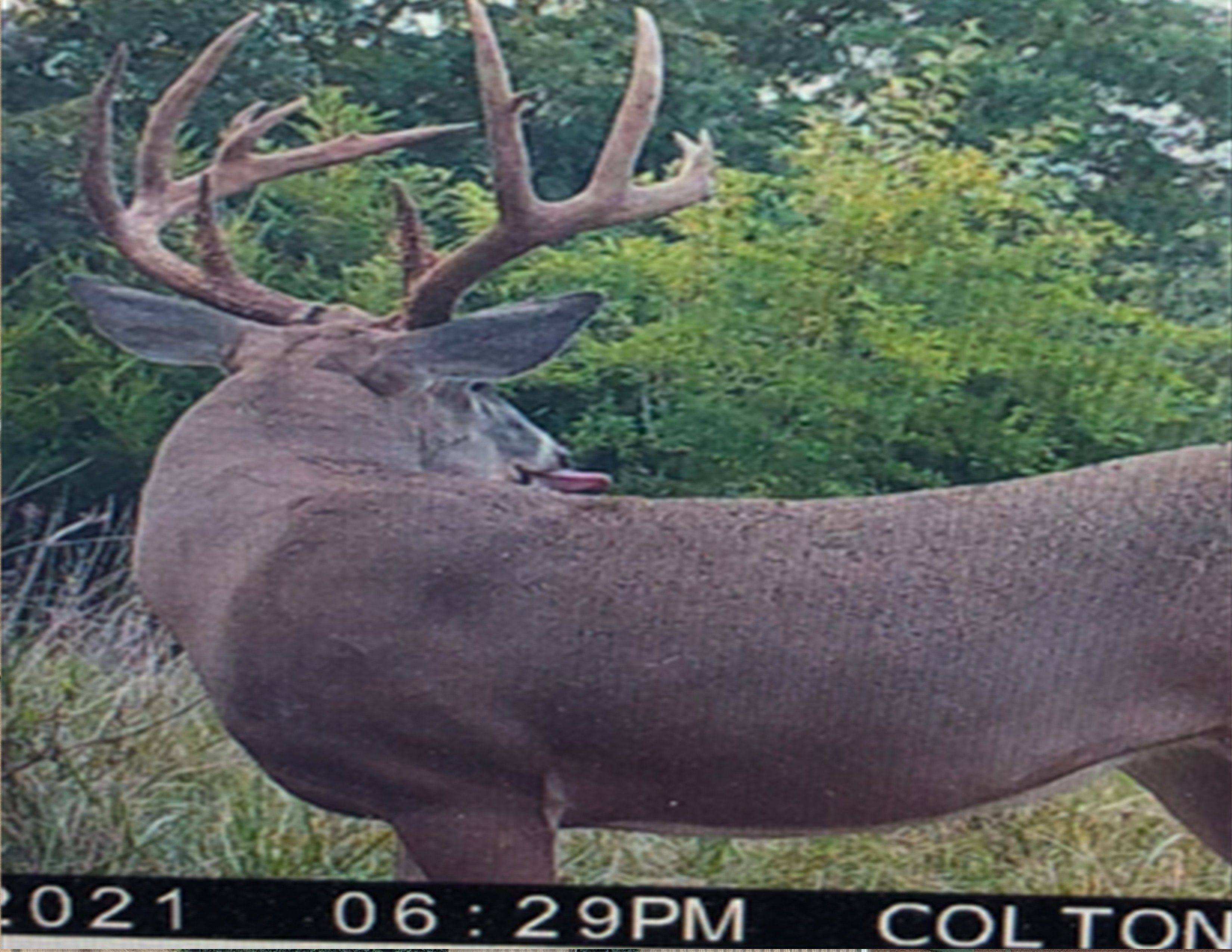 Listing Photo: 18661-Wolfe Buck Photo